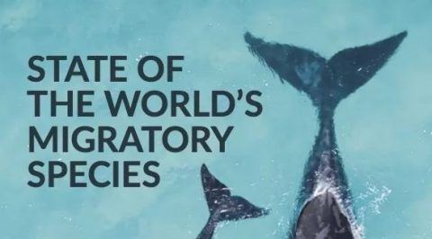 State of the World’s Migratory Species