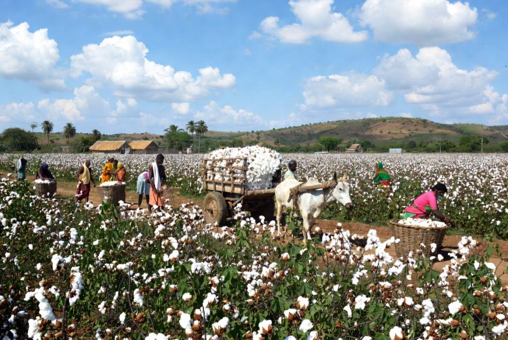 Cotton Cultivation in India