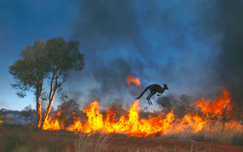 Climate Extremes Threaten Over One-Third of Global Terrestrial Habitats by 2085