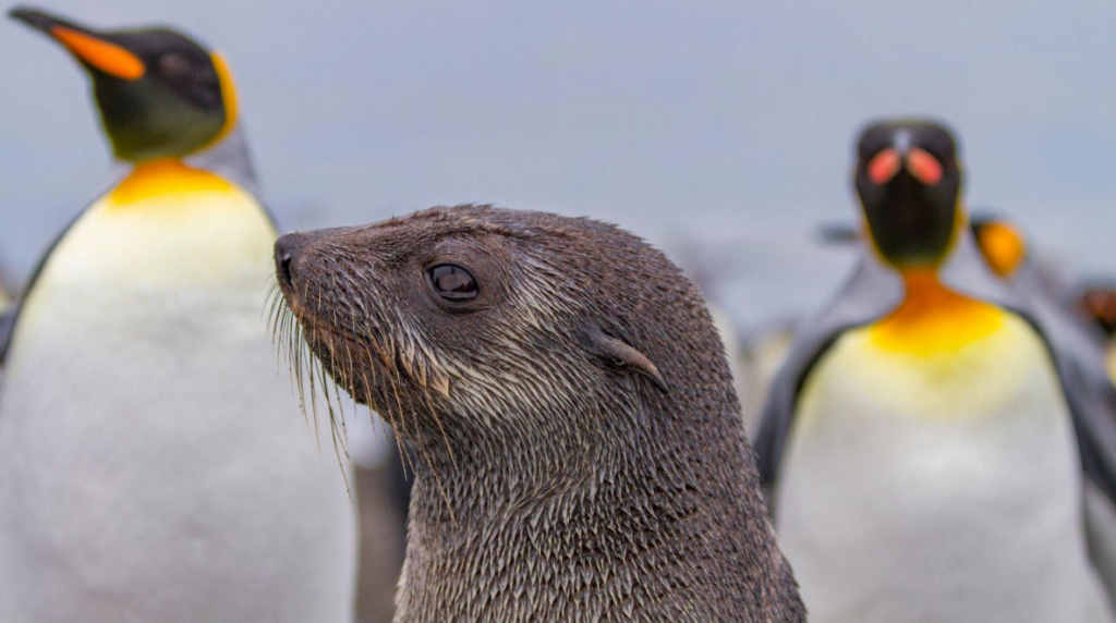 Emperor Penguins and Fur Seals now Endangered