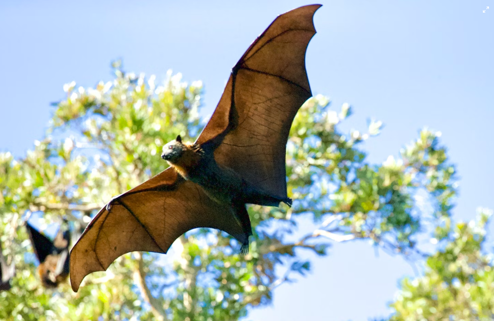 State of India’s Bats (SoIBats) 2024–25 Report