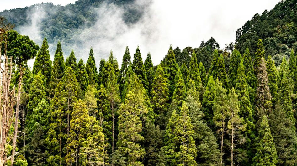 India’s Forests Could Double Carbon Storage by 2100