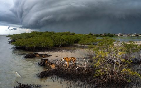 Climate Stress Threatens Sundarbans' Resilience