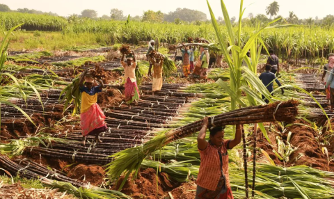 Cabinet Approves FRP for Sugarcane for Season 2026-27