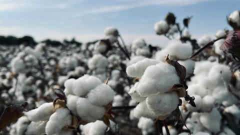 Mission for Cotton Productivity (2026–27 to 2030–31)