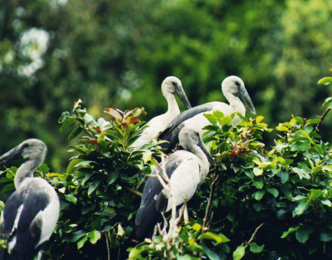 Jai Prakash Narayan Bird Sanctuary Becomes India’s 100th Ramsar Site