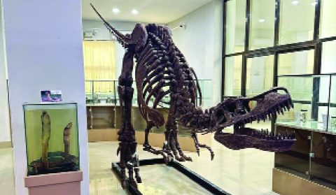 Mizoram’s Natural History Museum Becomes India’s 21st Designated Repository