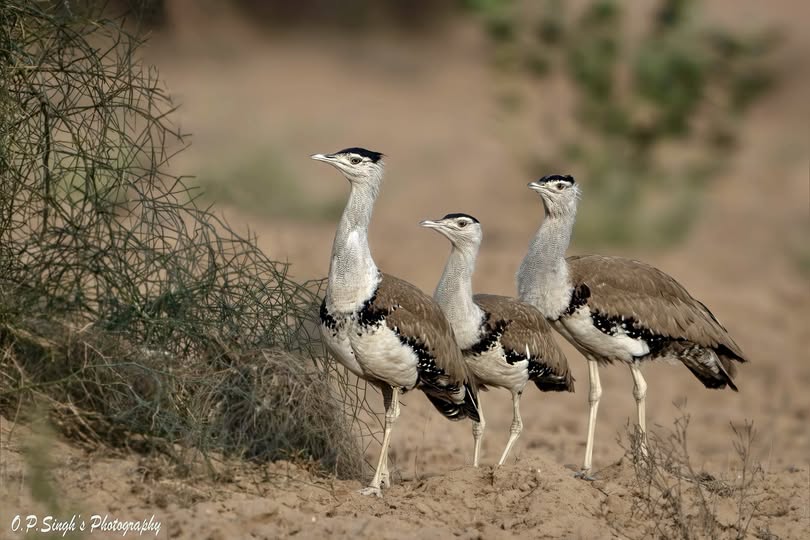 Population Assessment of the Great Indian Bustard (GIB)