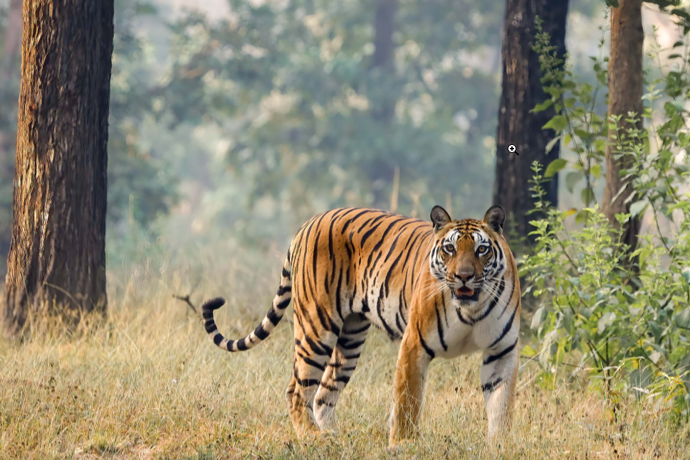 अंतर्राष्ट्रीय बाघ दिवस