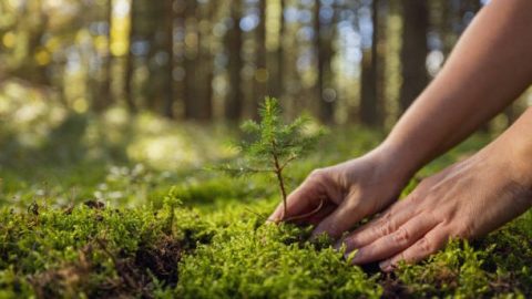 Governing Body of National CAMPA Approves New Conservation Projects