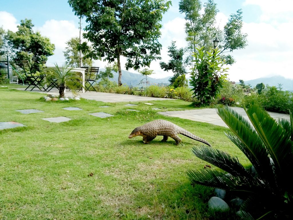 Himalayan Pangolin Confirmed as a Distinct Species