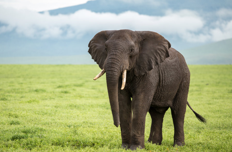 World Elephant Day