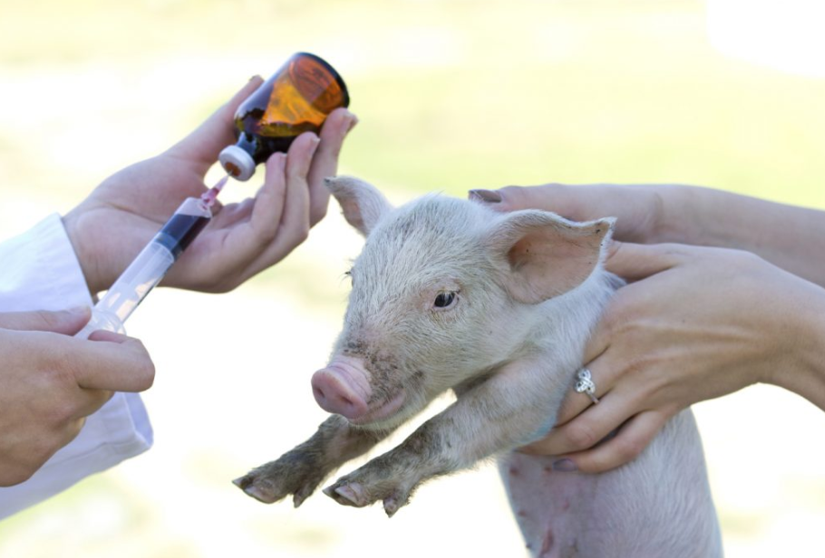 India Develops First Indigenous African Swine Fever Vaccine