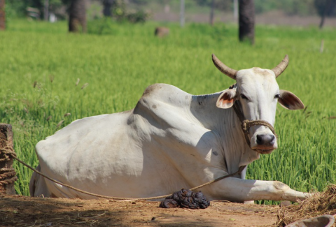 National Animal Disease Control Programme (NADCP)