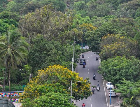 CAG Audit Flags Major Gaps in Green India Mission Implementation
