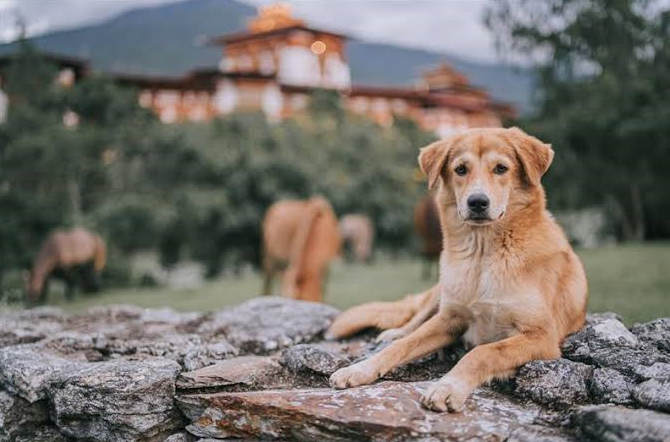 Bhutan Eliminates Dog-Transmitted Rabies as a Public Health Problem