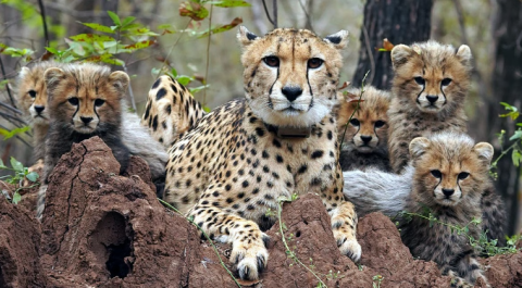 Project Cheetah Completes 4 Years