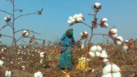 Study Finds Widespread Cultivation of Illegal Herbicide-Tolerant Bt Cotton Across India
