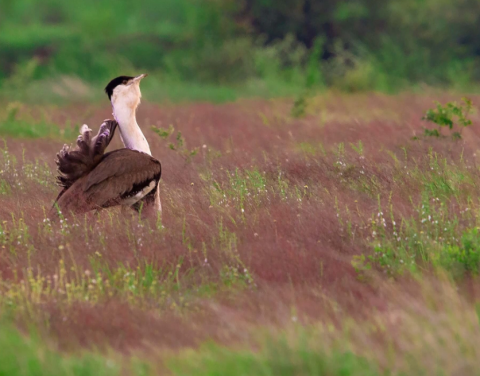 Great Indian Bustard Enters Rewilding Phase with Release of Two Captive Bred Birds