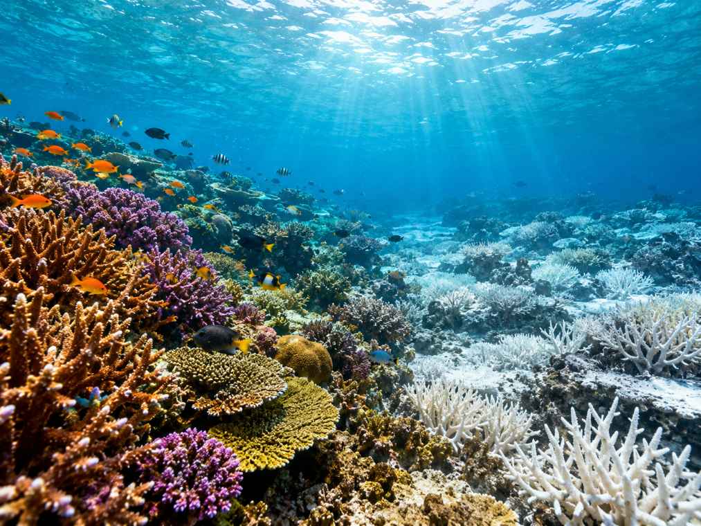 All Coral Reef Ecosystems May Collapse by 2075