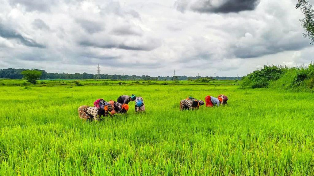 Pradhan Mantri Dhan-Dhaanya Krishi Yojana Completes One Year