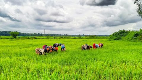 Pradhan Mantri Dhan-Dhaanya Krishi Yojana Completes One Year